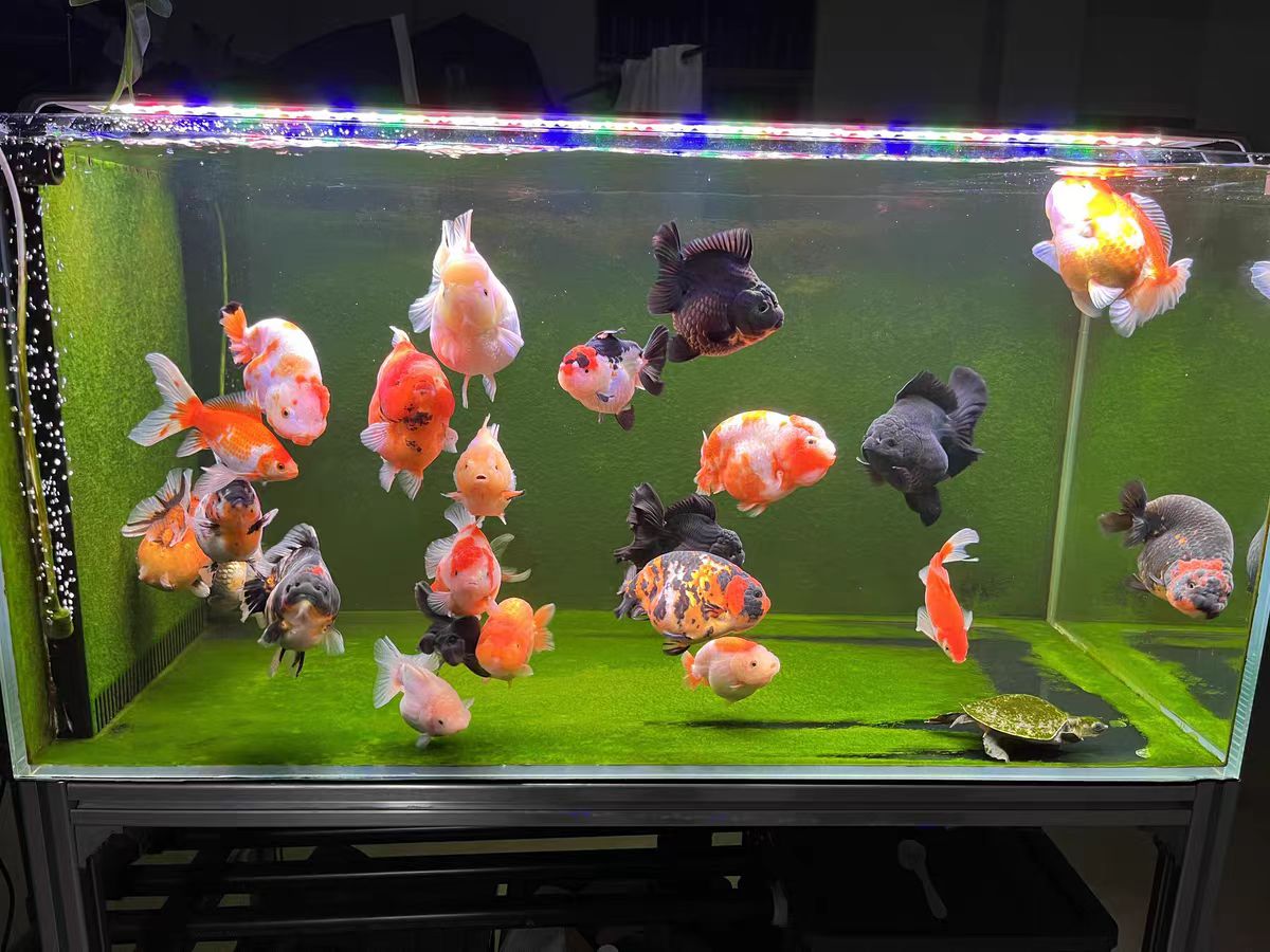 Lampu Akuarium Dengan Lensa Op - Aquarium Marine Clearwater ulasan dan harga